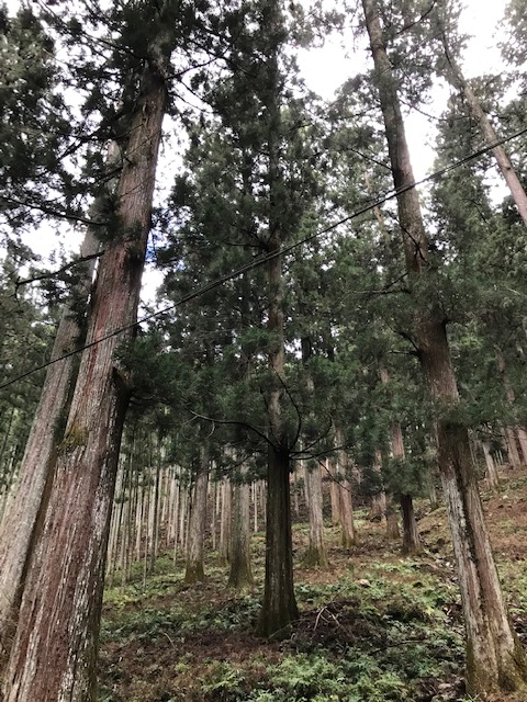 平井さんに案内して頂いた、工房近くにある樹齢２５０年から３００年といわれる吉野杉の植林地。そのスケールの大きさに圧倒されます。